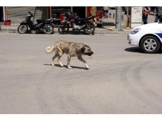 Sokak Köpekleri, Kilislilerin Korkulu Rüyası Oldu