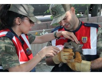 Jandarma Yavru Kurda Sahip Çıktı