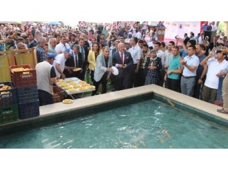 Bereket İçin Dilek Havuzuna Kayısı Döktüler