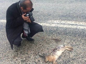 Hız Yapan Sürücüler Yaban Hayvanlara Zarar Veriyor