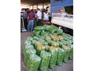 Can Eriğinde Verim Yüzde 70 Azaldı