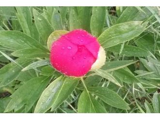 Şakayık Çiçekleri Açmaya Başladı