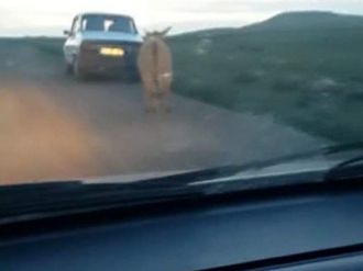 Bu Eşek Hayvanseverleri Kızdıracak