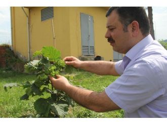 Giresun Fındık Araştırma İstasyonu’ndan Yeni Cins Fındık Üretimi