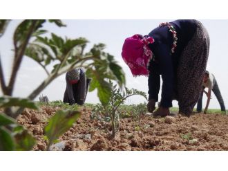 Savaştan Tarlaya