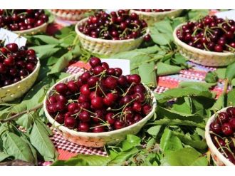 Belenbaşı’nın Kirazları Görücüye Çıktı