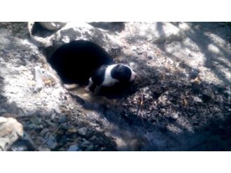 (Özel Haber) Bir Köpeğin Çığlığı