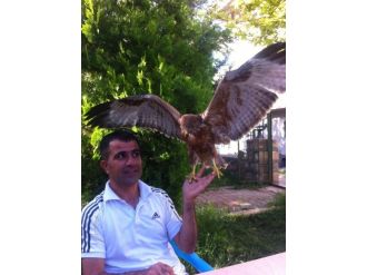 Yaralı Kartalı Evcilleştirdiler