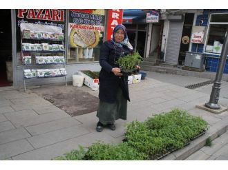Çiftçiler Sebze Fidelerini Pazardan Karşılıyor