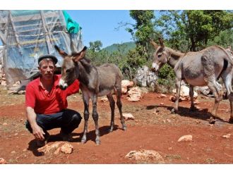 (Özel Haber) Litresi 200 Tl Olan Eşek Sütünü, Hastalara Bedava Veriyor