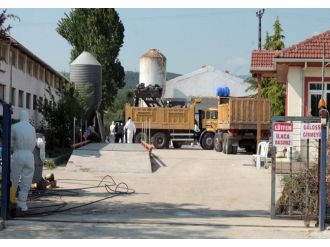 Yüz Bin Tavuk İtlaf Edildi