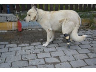 Yardım Kampanyası Sokak Köpeğine Protez Ayak Oldu