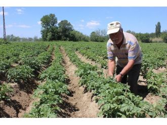 Edirne’de Tarlalar Kumla Kaplanınca, Üreticiler Alternatif Ürünlere Yöneldi
