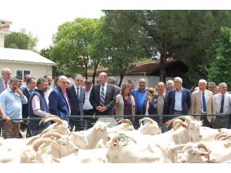 21 Üreticiye, 51 Saanen Tekesi
