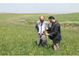 Anıza Ekim Parsellerinin Kışlık Kontrolleri Yapıldı