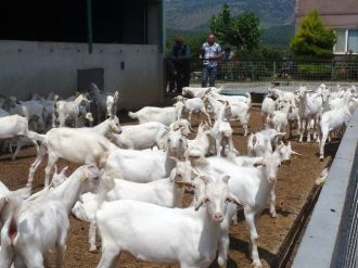 Yunusemre’de Üreticilere Oğlak Dağıtıldı
