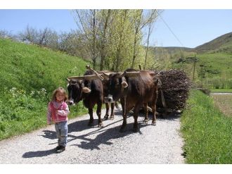 Kağnı Arabası Üstünde Geçen Bir Hayat