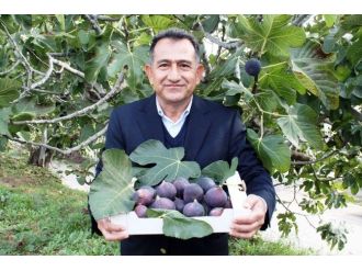 Siyah İncir 30 Milyon Dolar Kazandırdı