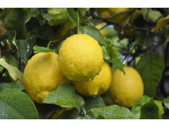 Zam Şampiyonu Limon Üreticisini Değil Tüccarı Güldürdü