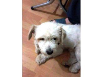 Kayıp Köpeğini Arıyor