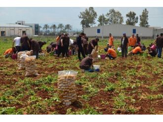 Hükümlüler 60 Ton Patates Üretti