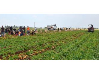 Hükümlüler 60 Ton Patates Üretti