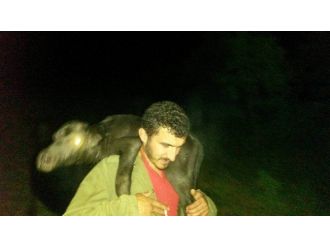 Yaylada Doğum Yapan Manda Yavrusunu Sırtında Taşıdı