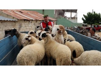 Koyun Hırsızları Tutuklandı