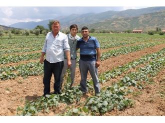 Soğuk Hava Salatalıkta Verimi Düşürdü, Üreticiyi Üzdü