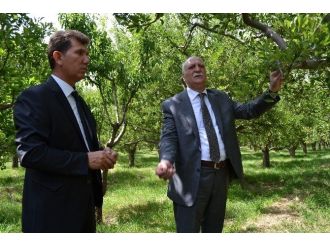 Niğde Ziraat Odası Başkanı Veli Kenar;