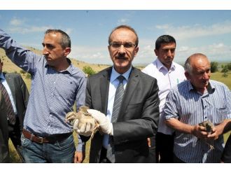 Uşak’ta Kınalı Keklikler Doğaya Bırakıldı