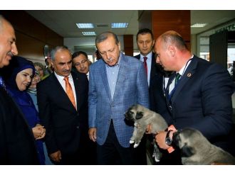 Cumhurbaşkanı Erdoğan’a Yavru Kangal Köpeği Hediye Edildi