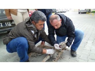 Koruma Altındaki Avrasya Vaşağı Ölü Bulundu