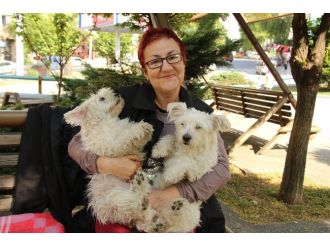 Köpek Sevgisi Evi Terk Ettirdi