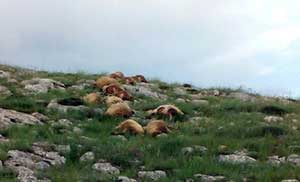 Düşen Yıldırım 37 Koyunu Telef Etti