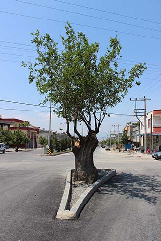 Asırlık Dut Ağacı İçin Yol İkiye Bölündü 