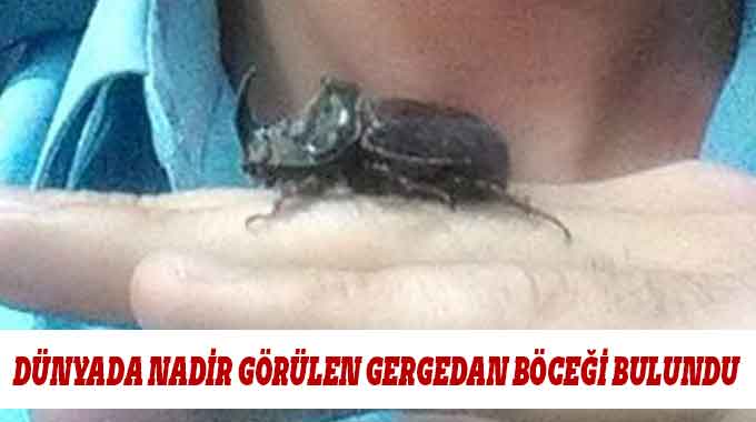Dünyada Nadir Görülen Gergedan Böceği Bulundu