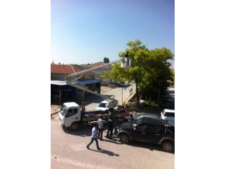 Ayağına İp Dolanan Kuş Ağaçta Mahsur Kaldı