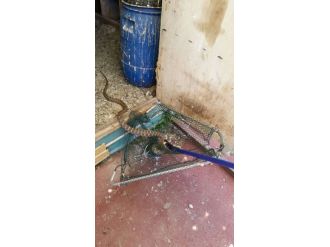 Denizli’de Kümese Giren Yılanı İtfaiye Ekipleri Yakaladı