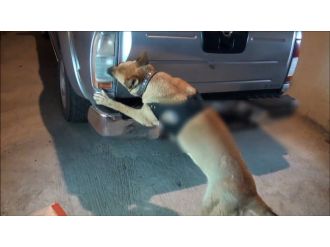 Şanlıurfa’da 42 Kilo Esrar Maddesi Ele Geçirildi