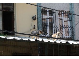 Evinde Onlarca Hayvan Besleyen Vatandaş, Mahalleliyi Canından Bezdirdi