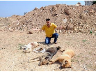 Mersin’de Köpek Katliamı