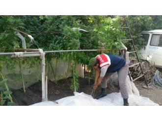 (Özel Haber)- Marmaris’te Jandarmadan Uyuşturucu Tarlasına Operasyon