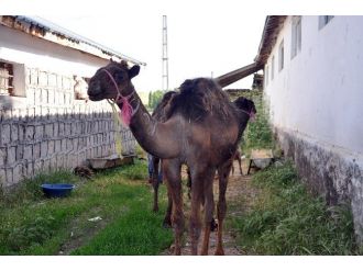 Çöllerde Yetişen Develer Artık Bozok Yaylasında Yetişecek