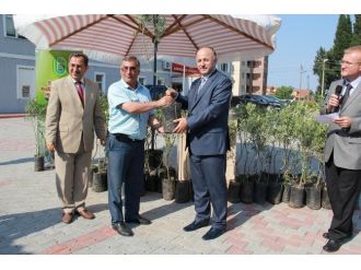 Bartın’da Zeytin Yetiştiriciliği Yeniden Hayat Buluyor