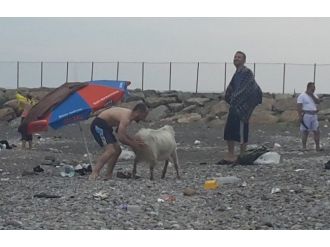 Keçinin ’İnatlaşma’ Oyunu