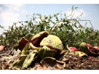 (Özel Haber) Karpuz Tarlada Çürüdü