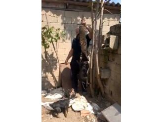 Kırklareli’deki Kedi İşkencesinde Kovuşturmaya Yer Yok