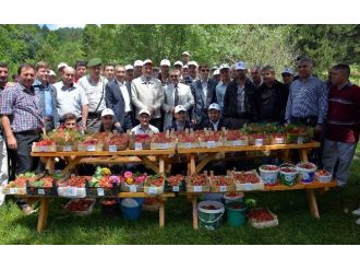 Domaniç’te Çilek Festivali