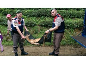 Jandarmadan Yaralı Karacaya Şefkat Eli